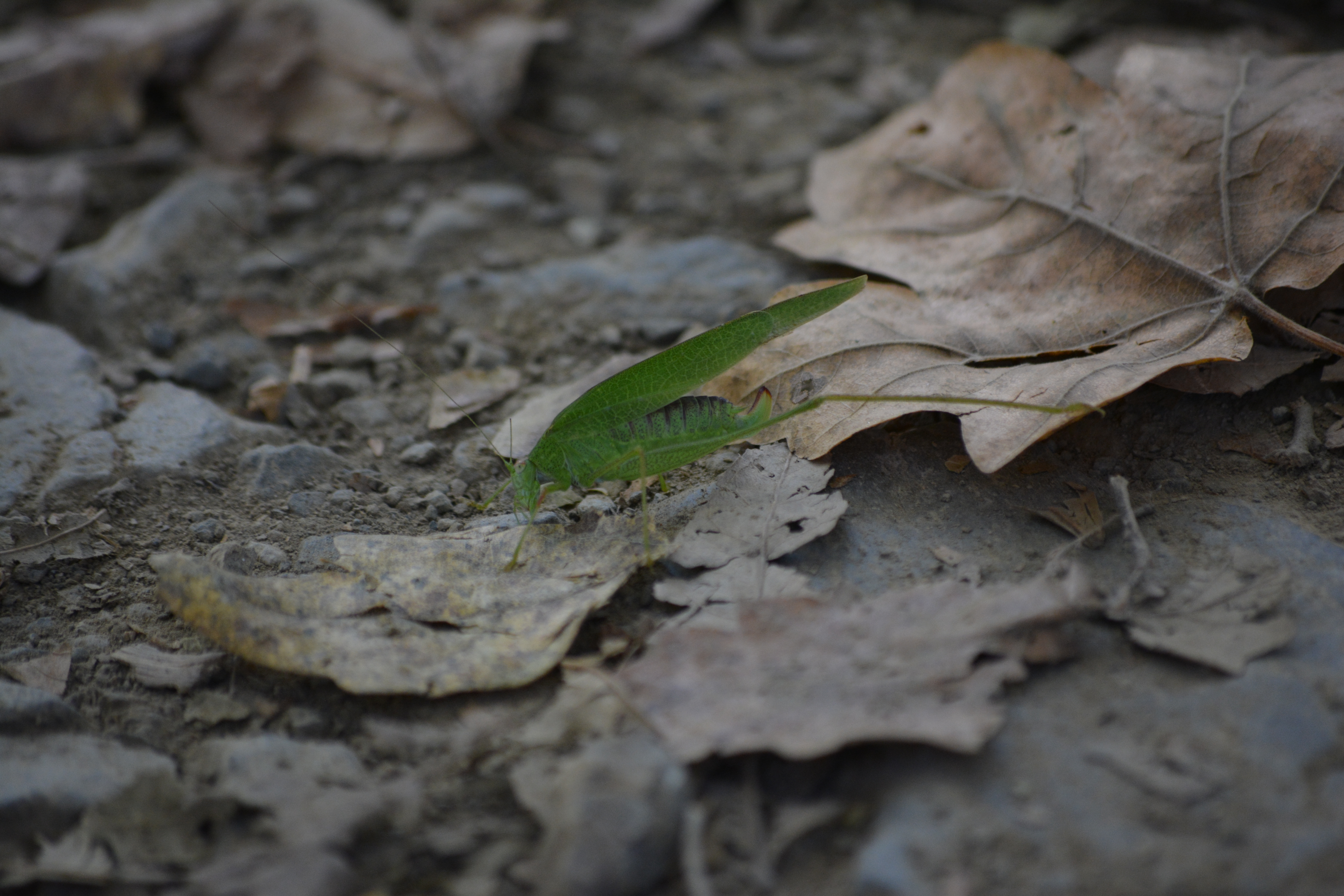 Nature Photography 1